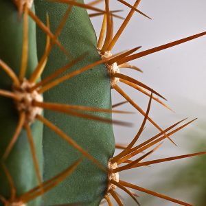 Foto projekt 365-12-11-2025 Kaktusi i DOF