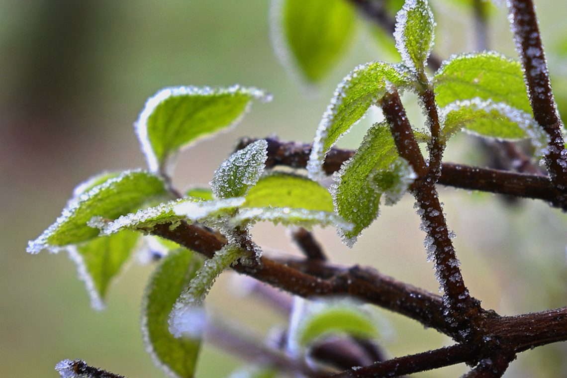 Foto projekt 365 29-12-2025 Zeleno srce okovano mrazom