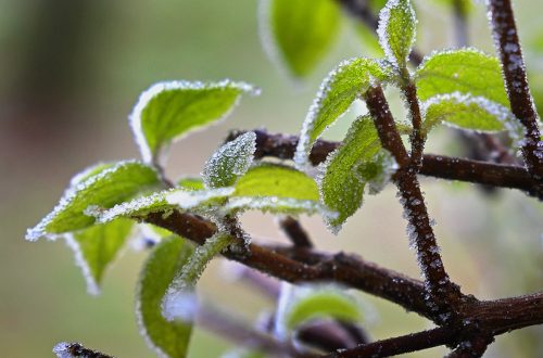 Foto projekt 365 29-12-2025 Zeleno srce okovano mrazom