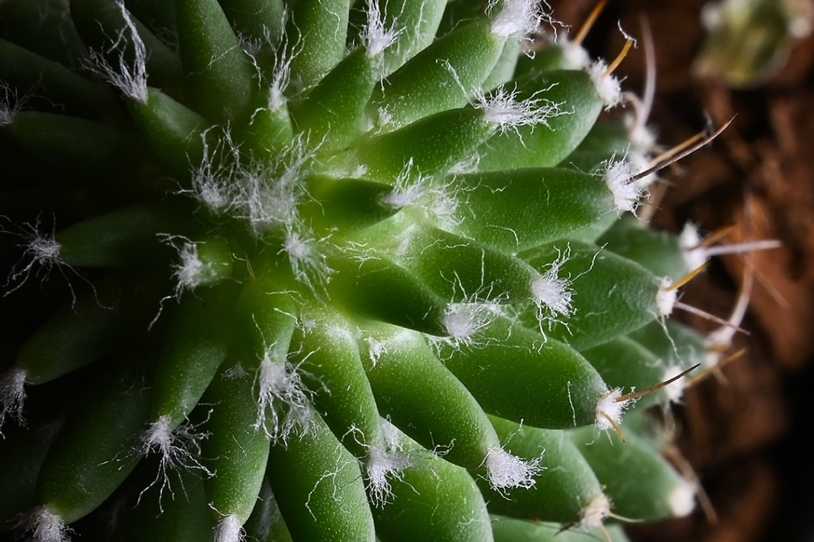 Foto projekt 365 01-13-2026 Spas u bodljama kaktusa