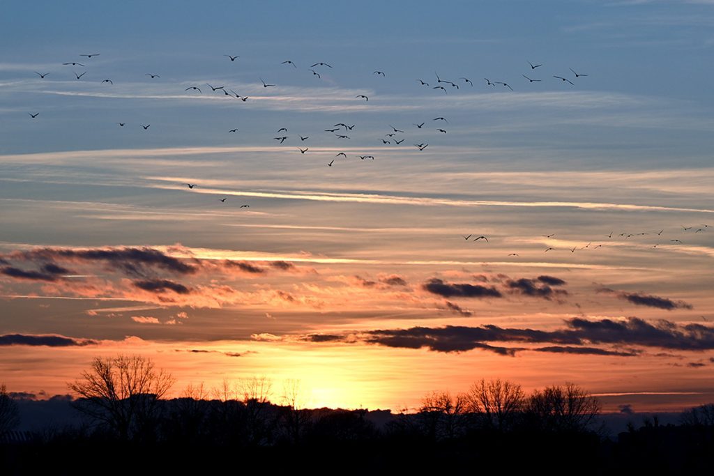 Foto projekt 365 01-14-2026 siluete izrađene fotografiranjem u kontra svjetlu