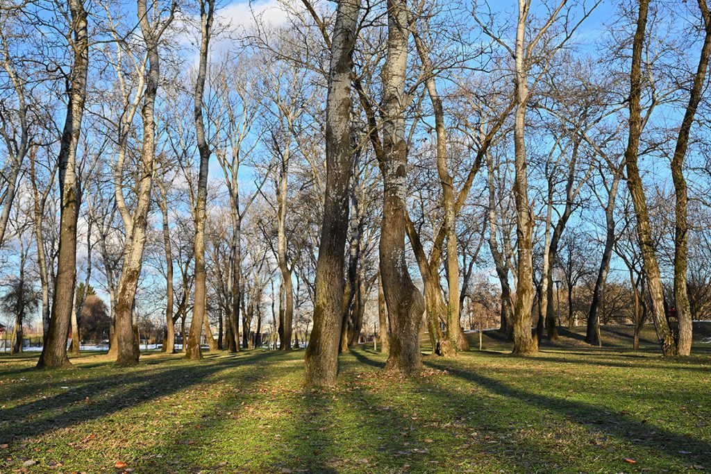 Foto projekt 365 01-14-2026 duge sjene drveća u zalasku zimskog sunca