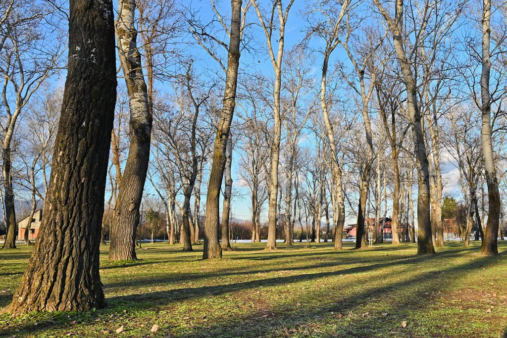 Foto projekt 365 01-14-2026 duge sjene drveća u zalasku zimskog sunca