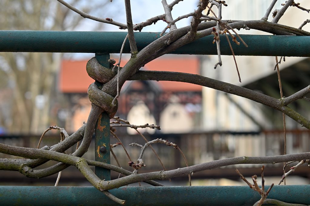 Foto projekt 365 01-17-2026 Potraga za dobrim kadrom na minusima