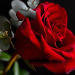 Foto projekt 365 02-14-2026 Valentinovo u fokusu