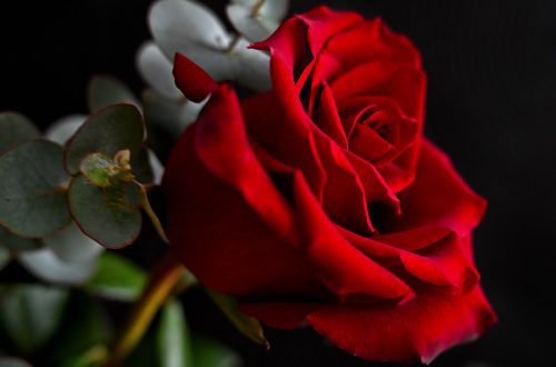 Foto projekt 365 02-14-2026 Valentinovo u fokusu