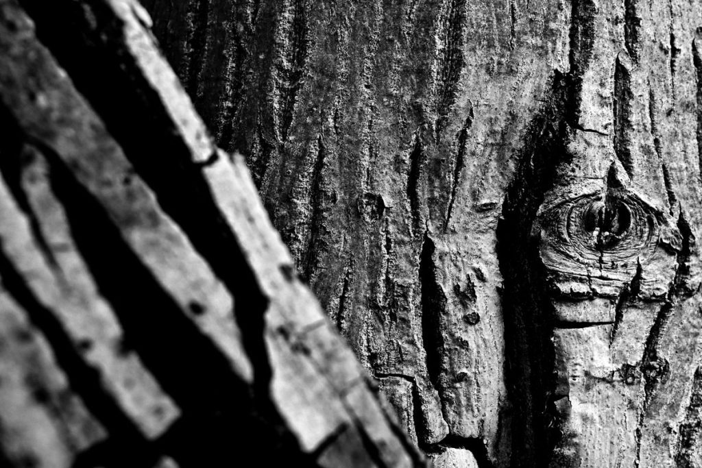 Ljepota prirodne teksture