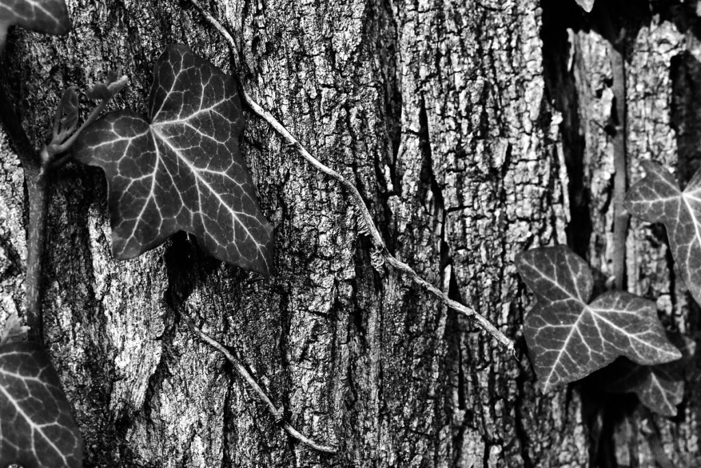 Ljepota prirodne teksture