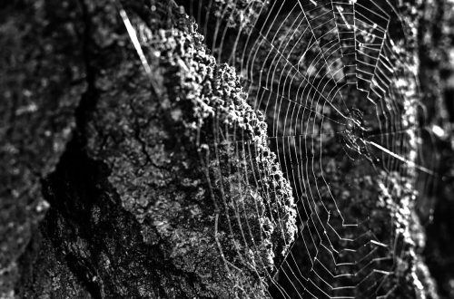 Ljepota prirodne teksture kore drveta