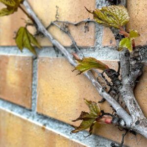 Ravnoteža oblačnog dana