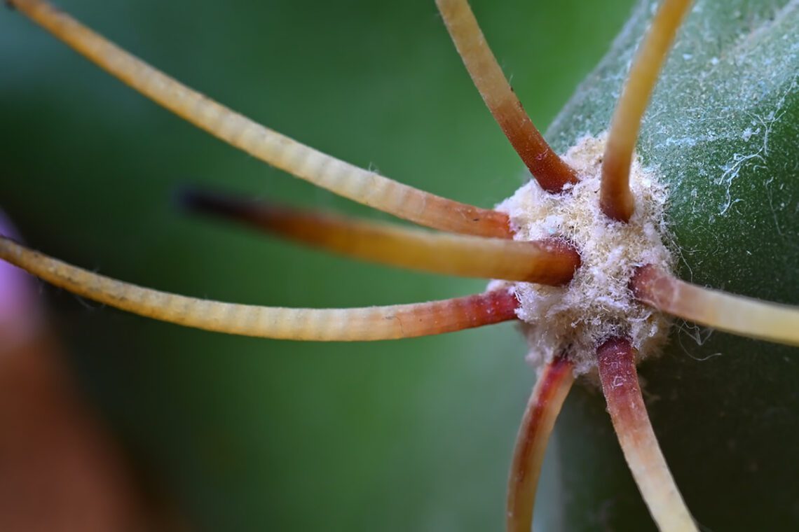 Pikavi macro