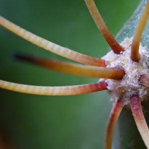 Pikavi macro