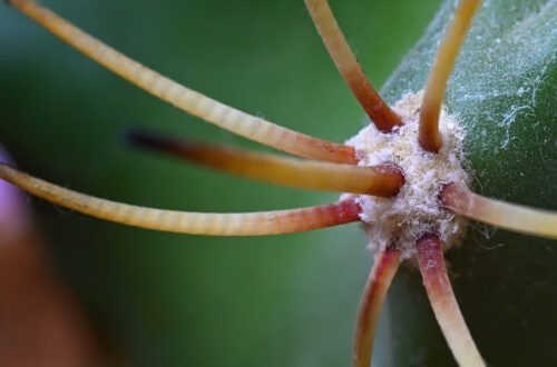 Pikavi macro
