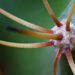 Pikavi macro