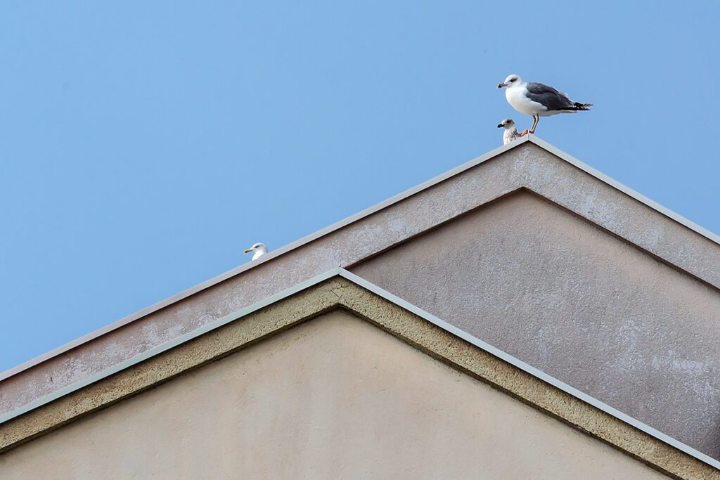 Galeb ukras Jadrana