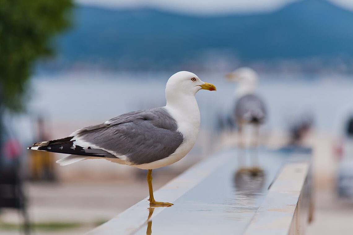 Galeb ukras Jadrana