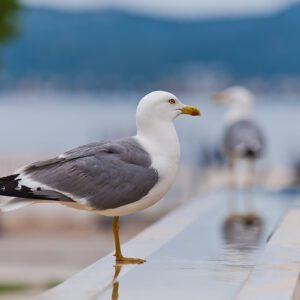 Galeb ukras Jadrana