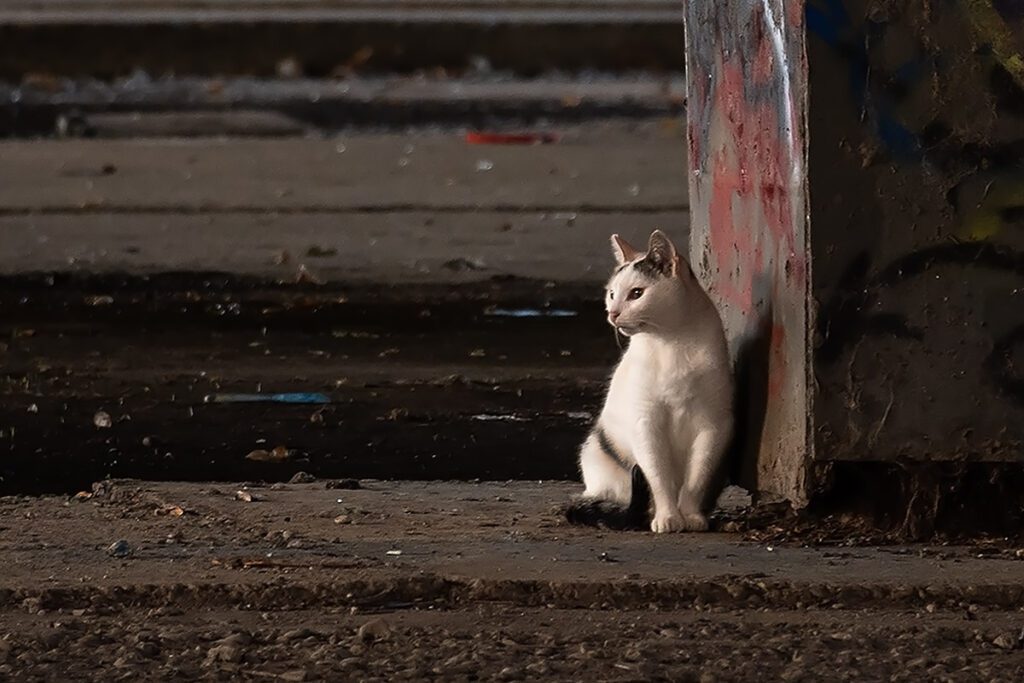 Sunce, mačka, mjesec - fotografiranje bez unaprijed određene teme