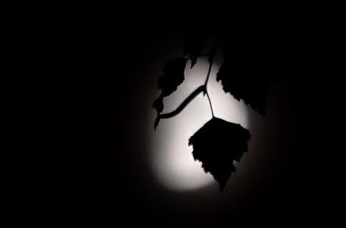 Listovi breze s Mjesecom u pozadini koji služi za kontra svjetlo