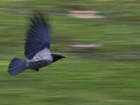 Foto projekt 365 fotografiranje motiva u pokretu - panning fotografija