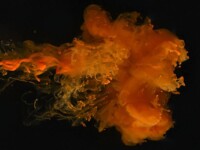 Foto projekt 365 12-27-2025 Dinamika fluida raznih gustoća na makro fotografiji Foto projekt 365 12-27-2025 Dinamika fluida raznih gustoća na makro fotografiji