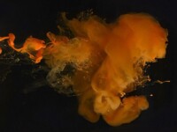 Foto projekt 365 12-27-2025 Dinamika fluida raznih gustoća na makro fotografiji Foto projekt 365 12-27-2025 Dinamika fluida raznih gustoća na makro fotografiji