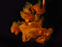 Foto projekt 365 12-27-2025 Dinamika fluida raznih gustoća na makro fotografiji Foto projekt 365 12-27-2025 Dinamika fluida raznih gustoća na makro fotografiji