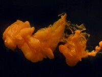 Foto projekt 365 12-27-2025 Dinamika fluida raznih gustoća na makro fotografiji Foto projekt 365 12-27-2025 Dinamika fluida raznih gustoća na makro fotografiji