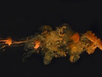 Foto projekt 365 12-27-2025 Dinamika fluida raznih gustoća na makro fotografiji Foto projekt 365 12-27-2025 Dinamika fluida raznih gustoća na makro fotografiji