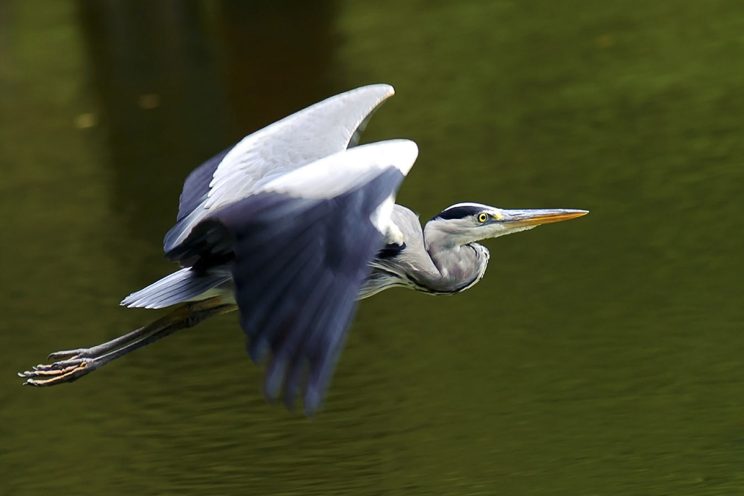 Fotonauk pokret na fotografiji
