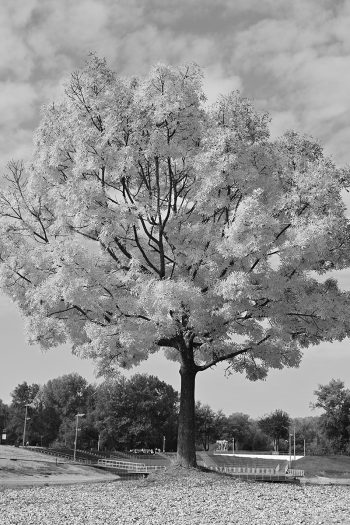 fotonauk cb yellow filter