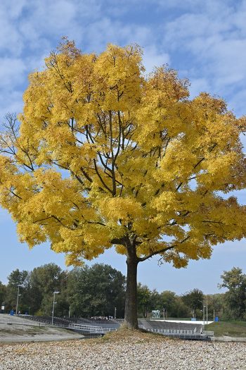 Fotonauk standard color