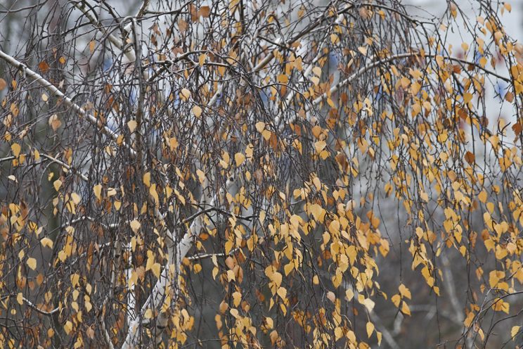 Nikon Z50II/ APS-C senzor /200mm+1.5crop faktor bez TC