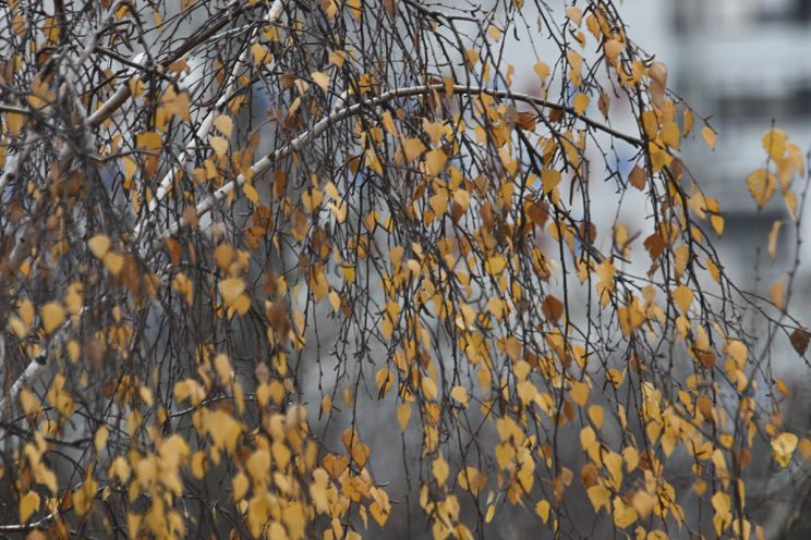 Nikon Z50II/ APS-C senzor /280mm+1.5crop faktor sa TC 1.4x