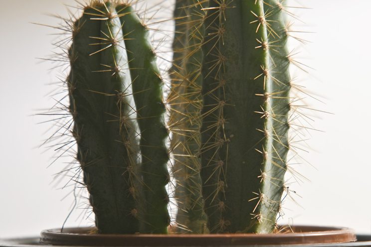 Nikon Z50II/ APS-C senzor /280mm+1.5crop faktor sa TC 1.4x