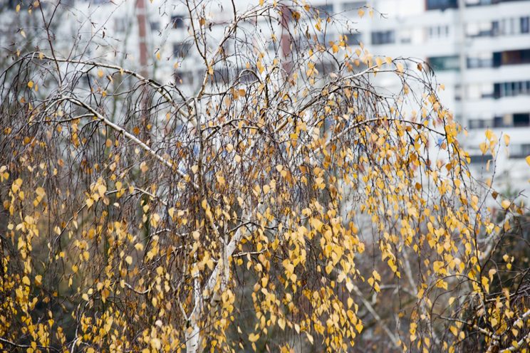 Fotonauk Full Frame 200mm bez telecovertera