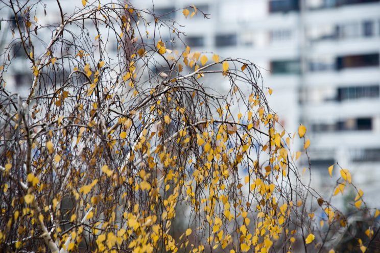 Fotonauk Full Frame 200mm sa telecoverterom 280mm