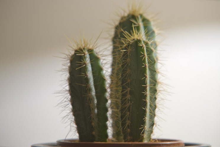 Fotonauk Full Frame 200mm sa telecoverterom 280mm