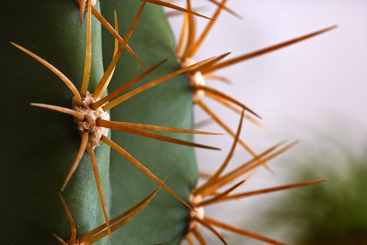 Fotonauk-makro fotografija sa plitkom dubinom polja