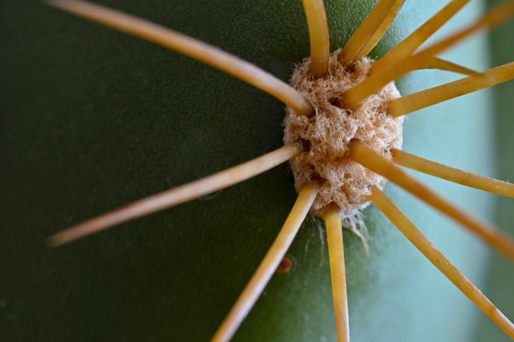 Fotonauk-makro fotografija sa plitkom dubinom polja