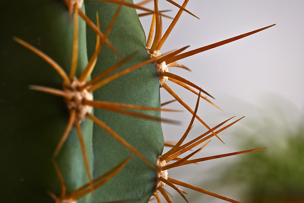 Fotonauk-makro fotografija sa plitkom dubinom polja
