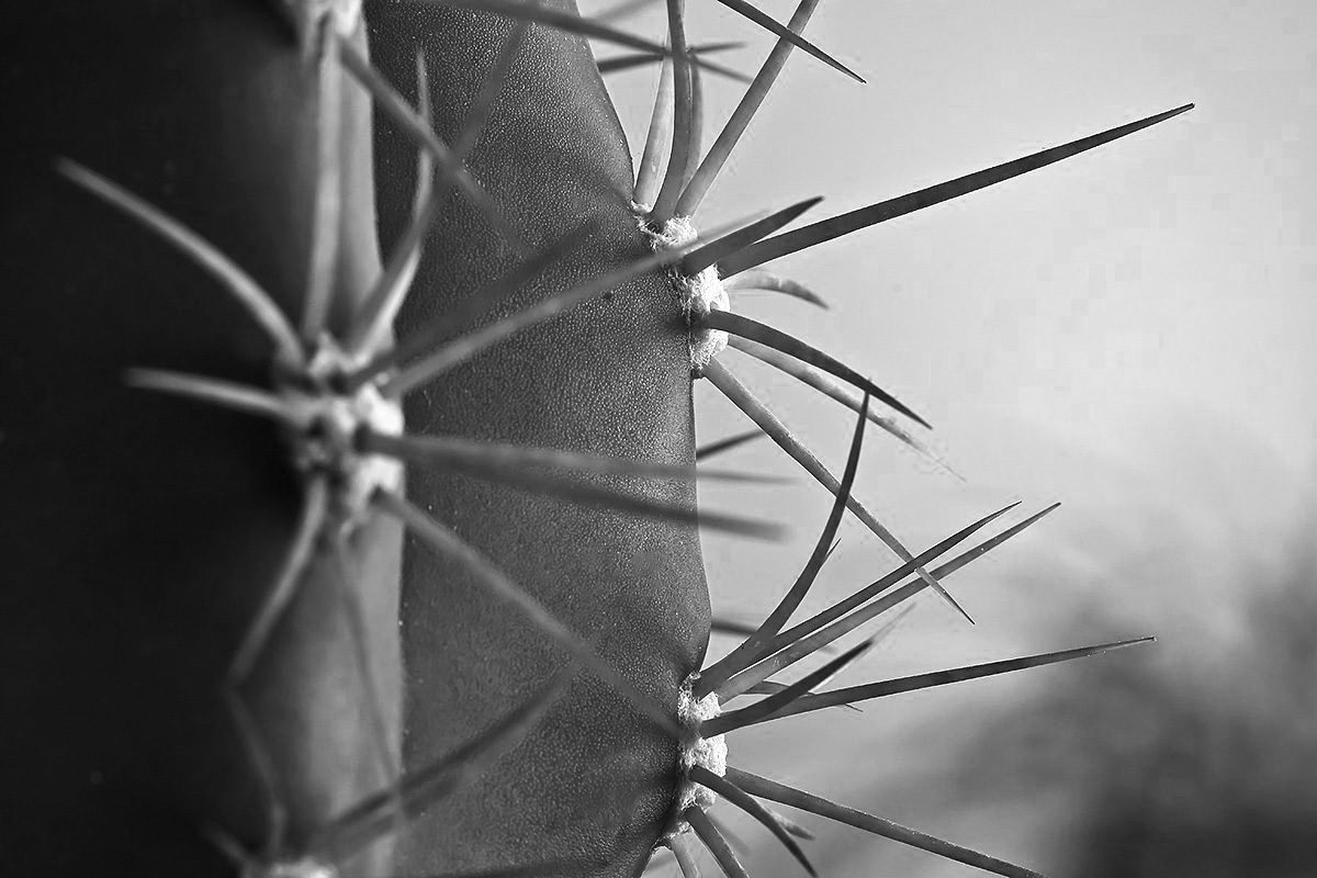 Fotonauk-makro fotografija sa plitkom dubinom polja