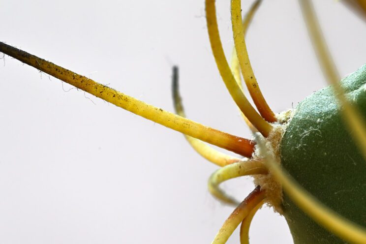 Fotonauk macro fotografija