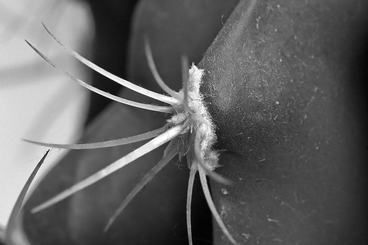 Fotonauk mala škola snimanja close-up i macro fotografije